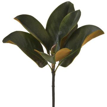 Magnolia Leaf Pick