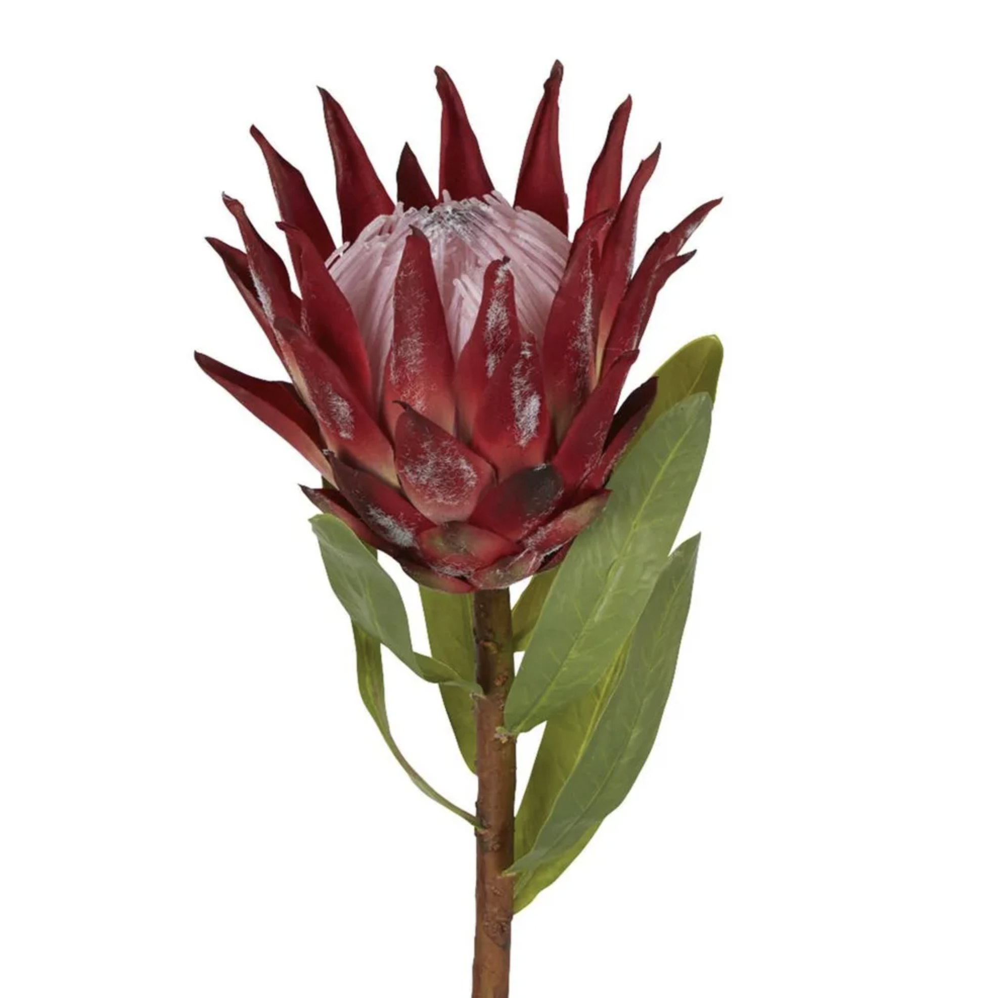 Protea King Stem Red