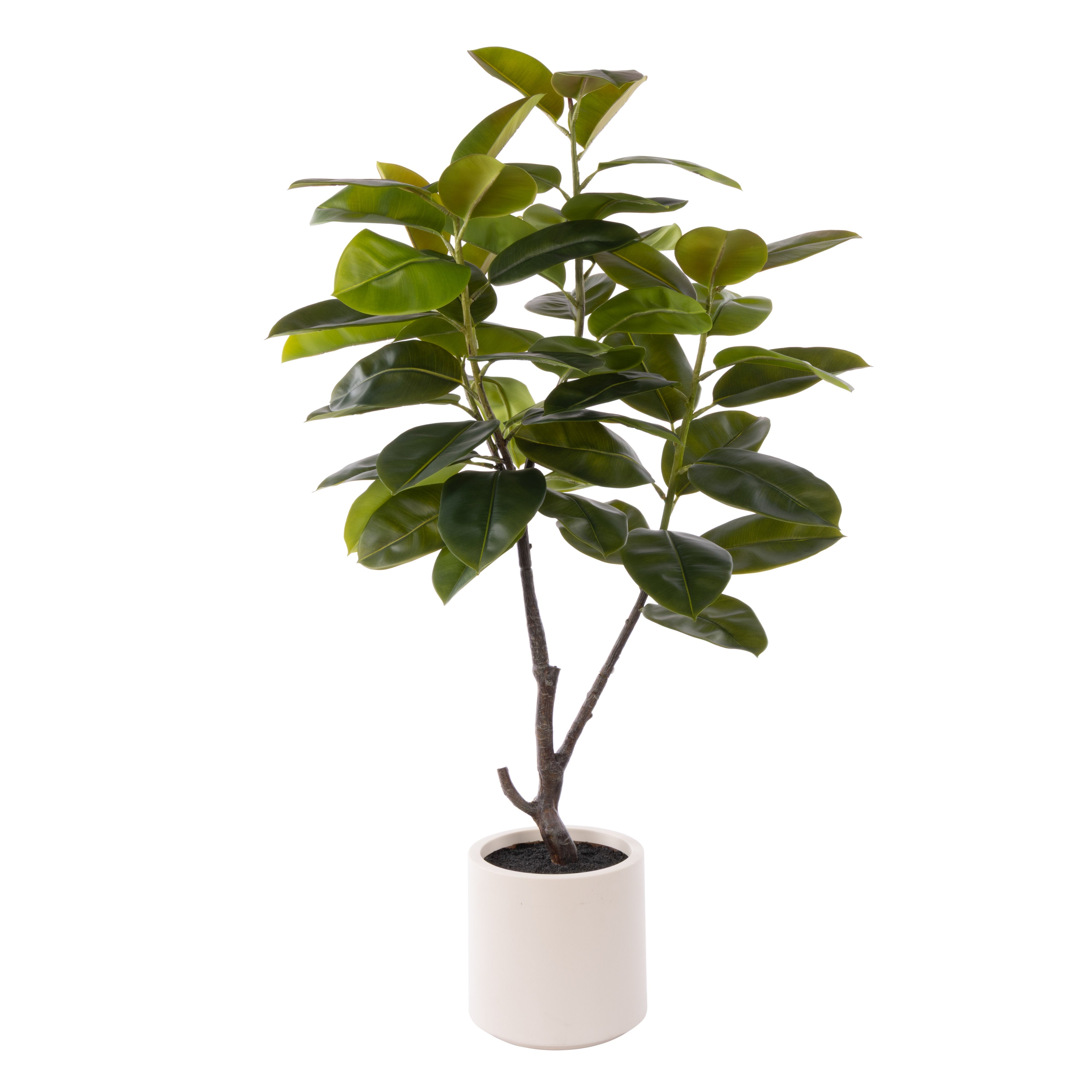 Rubber Tree Pot