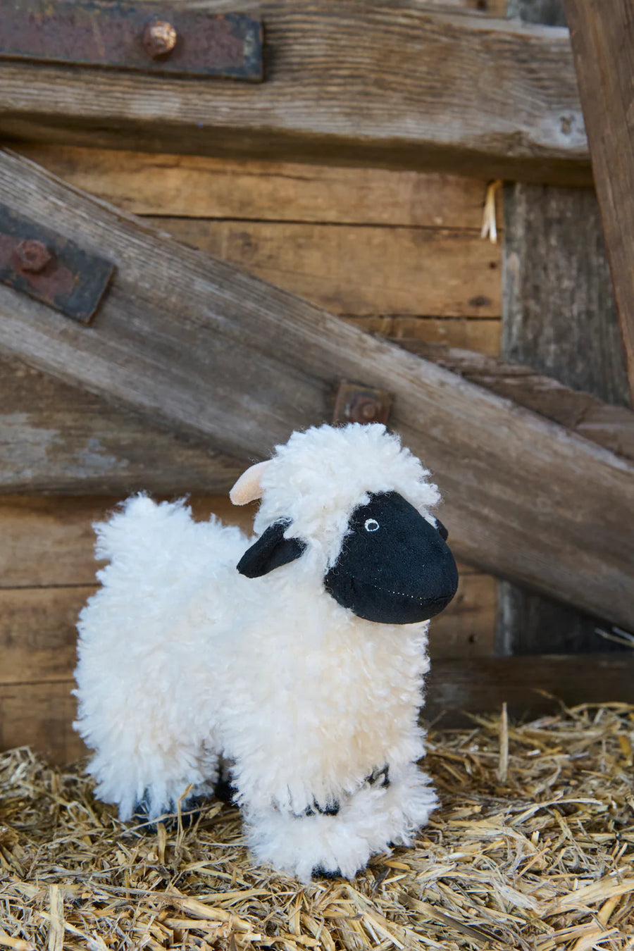 Valentina the Valais Sheep