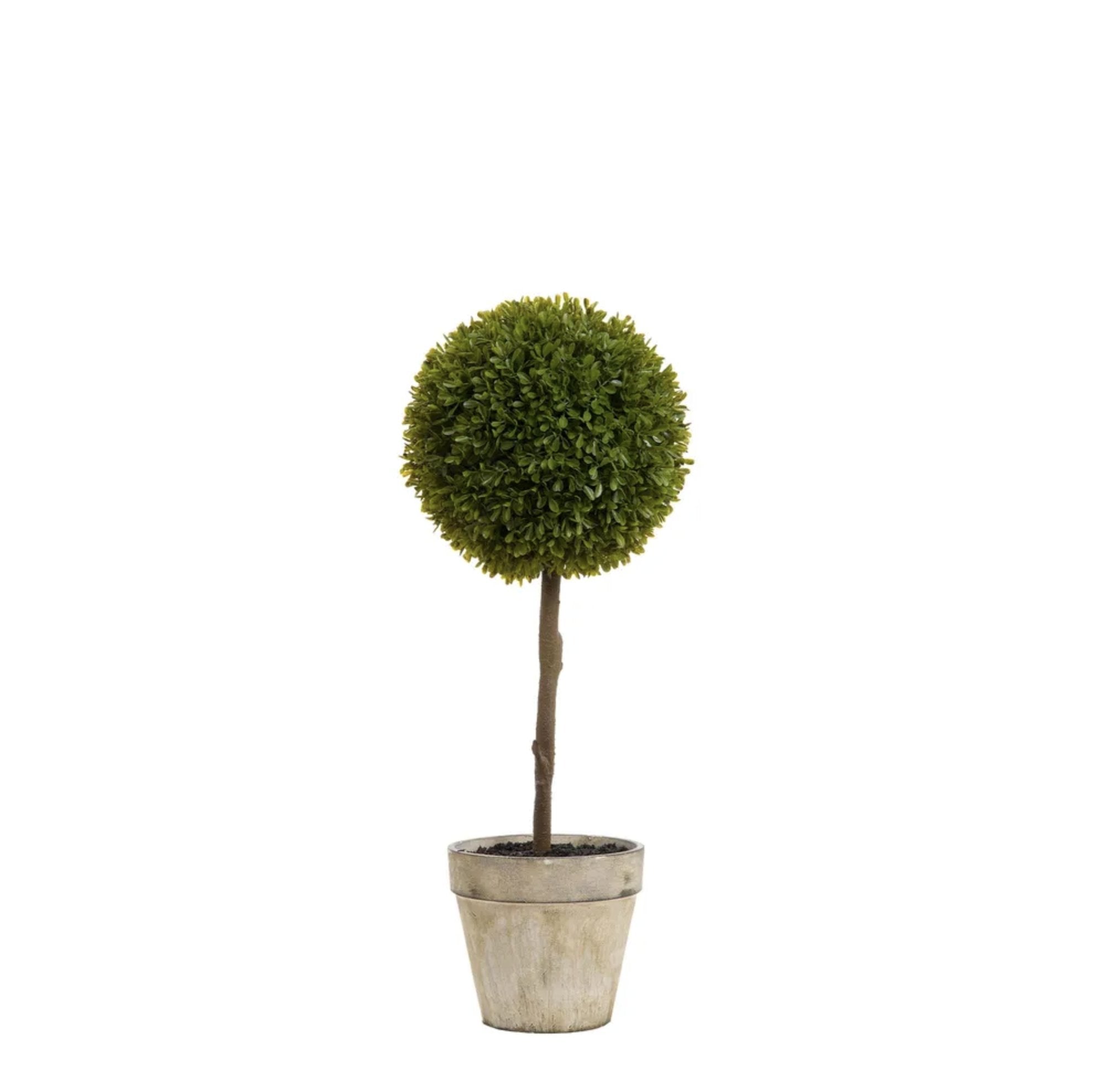 Boxwood Topiary 60cm - Kohl and Soda